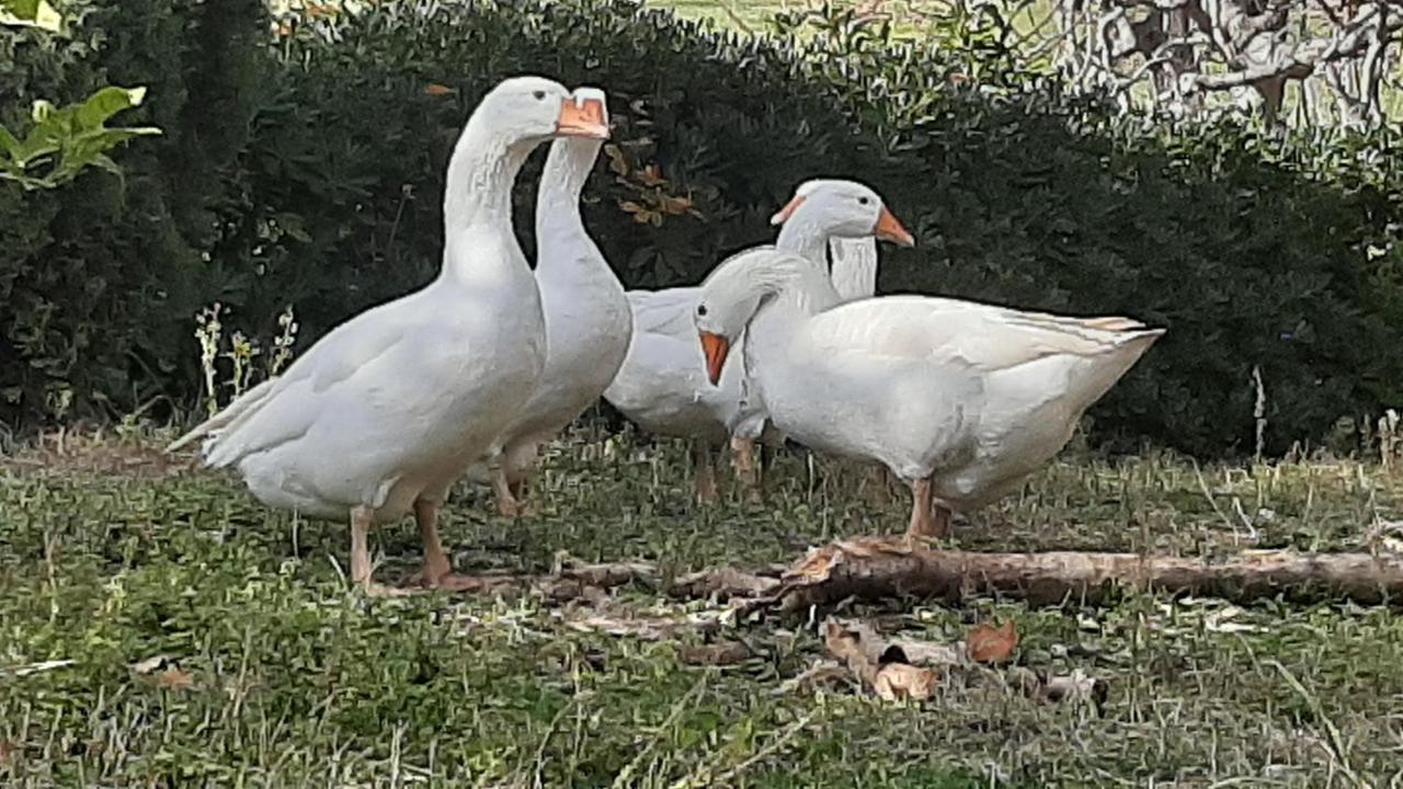 Bio Agriturismo Mare In Campagna Campofilone 외부 사진